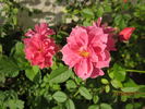 Renny rose photo