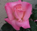 Barbara Bush ™ rose photo