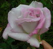 Pink Crystal rose photo