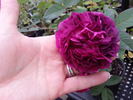 Velours Épiscopal rose photo