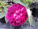 Velours Épiscopal rose photo