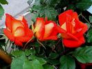 Arielle Dombasle ® rose photo