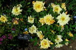 June Laver rose photo