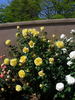 Hotel California rose photo