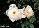 Platinum Blonde rose photo