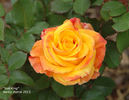 Sun King rose photo