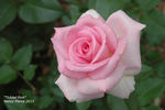 Tickled Pink rose photo