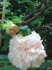 Baronne d'Ales peony photo