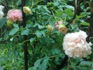Baronne d'Ales peony photo