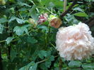 Baronne d'Ales peony photo
