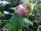 Baronne d'Ales peony photo