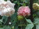 Baronne d'Ales peony photo