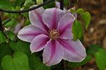 Bees Jubilee clematis photo
