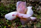 Abricoté rose photo
