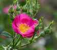Mechtilde von Neuerburg rose photo