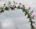 Mechtilde von Neuerburg rose photo