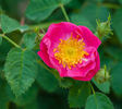 Mechtilde von Neuerburg rose photo