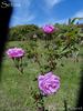 Setina rose photo