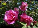 André Schwartz rose photo