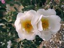 Alba Foliacea rose photo