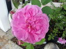 À Longs Pédoncules rose photo
