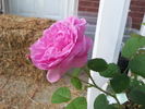 À Longs Pédoncules rose photo