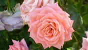 Cupcake ™ rose photo