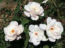 Platinum Blonde rose photo