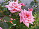 Angelica Renae ™ rose photo