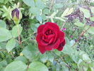 Black Ice rose photo