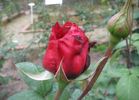 Angelo Sgaravatti rose photo