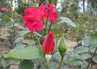 Saffo rose photo