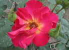 Saffo rose photo