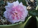 Flora rose photo