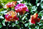 Rosita Missoni ® rose photo