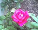 Dublin rose photo
