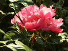 April Mooncrest rose photo
