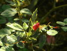 April Mooncrest rose photo
