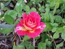 Boogie Woogie rose photo
