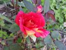 Boogie Woogie rose photo