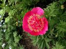 <i>P. officinalis</i> 'Anemoniflora Rosea' peony photo