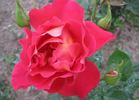 Saturnia rose photo