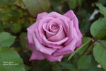 Plum Crazy rose photo