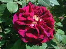Alexandre Dupont rose photo