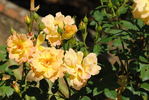 Orange Elf rose photo