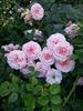 Petal Pushers ™ rose photo