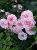 Petal Pushers ™ rose photo
