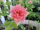 Orange Elf rose photo