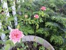 Orange Elf rose photo