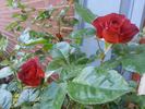 Tootsie's Lounge rose photo